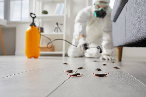 Commercial Kitchen Cockroach Control in Millwood